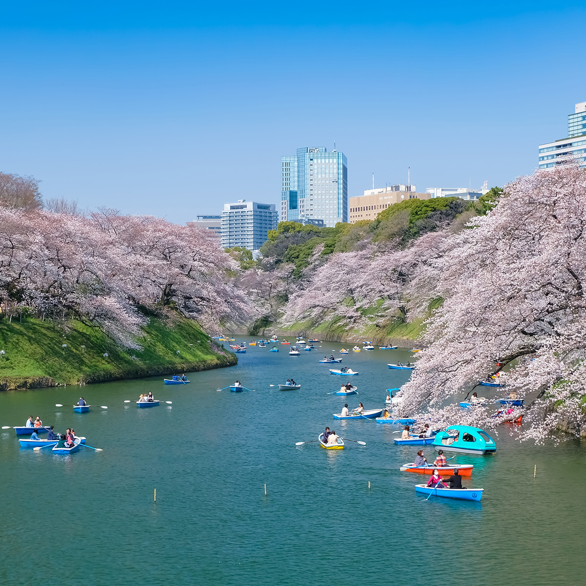 事務所近くである千鳥ヶ淵の春の風景