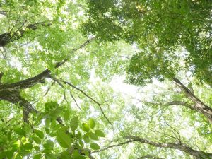 散骨や樹木葬を希望する場合はどうすればいいの？